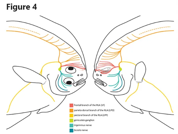 both sides of a flounder head