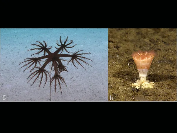 13_Deep sea treasures - Insights from museum archives shed light on coral microbial diversity 