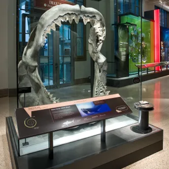 Large, open fossil shark jaws with huge teeth, on display in a tall museum case in an exhibit hall.