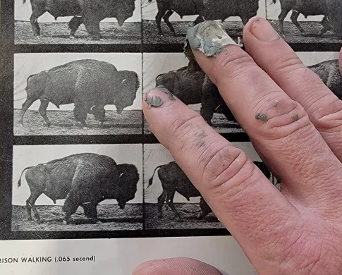 a hand covered in clay touches a series of photographs of a bison walking.