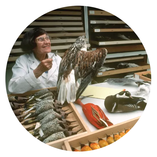 A woman in a white coat holding a taxidermy bird in one hand, and tweezers with a feather in them in the other. She is holding the bird above a drawer of similar bird specimens.