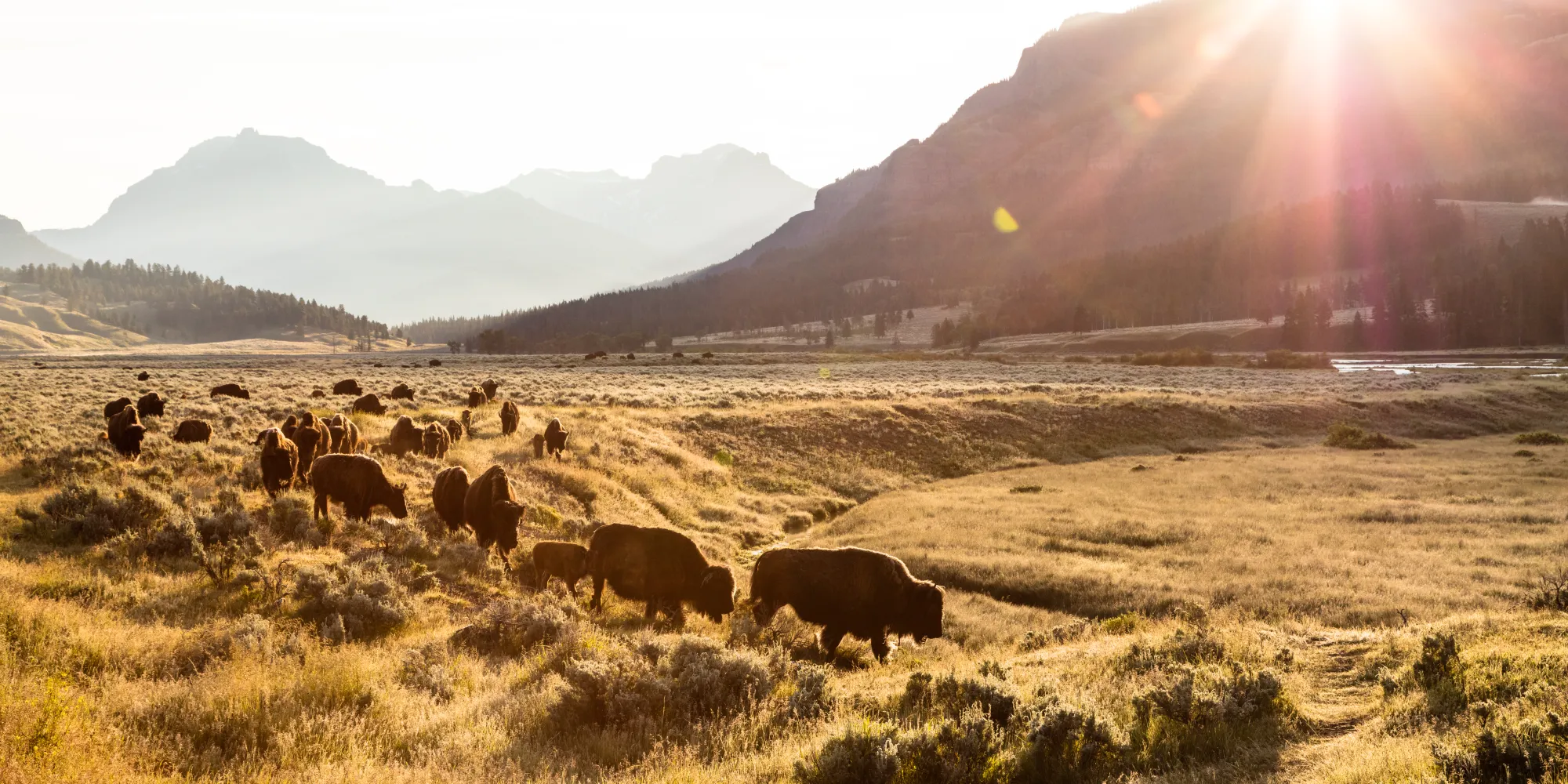 A herd of Bison walk in the sunrise