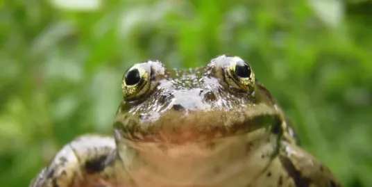 The World and Me: Amphibian Week Kickoff Celebration with USGS and Friends!