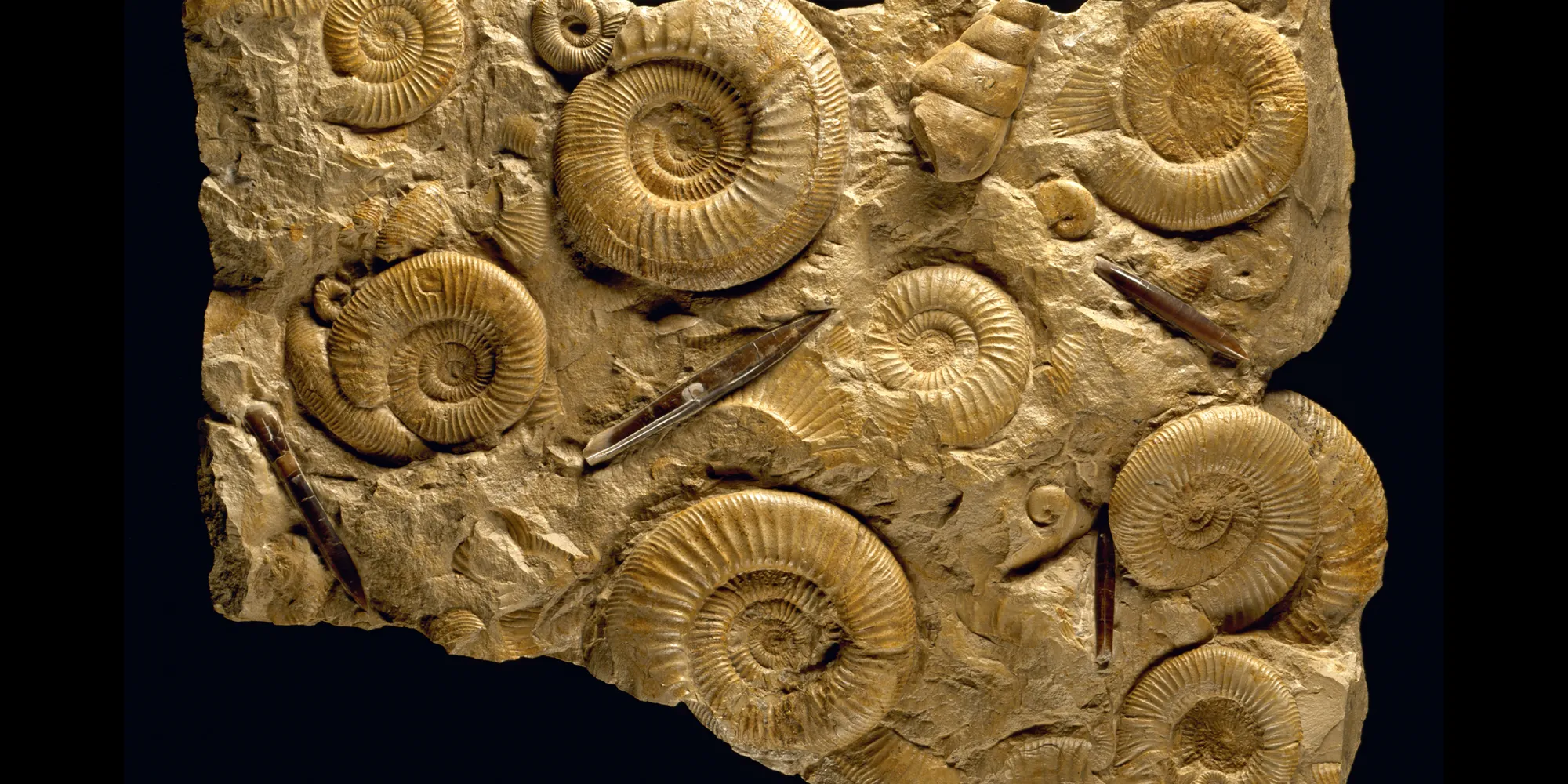 ammonites embedded in a slab of rock