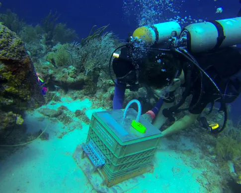 a scuba diver sets a milkcrate experiment on the bottom of the seafloor