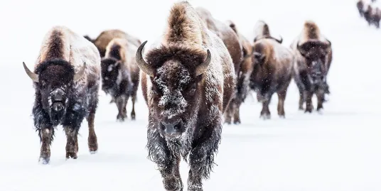 American Bison Cart Chat