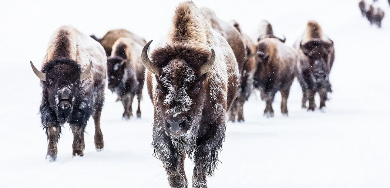 American Bison Cart Chat