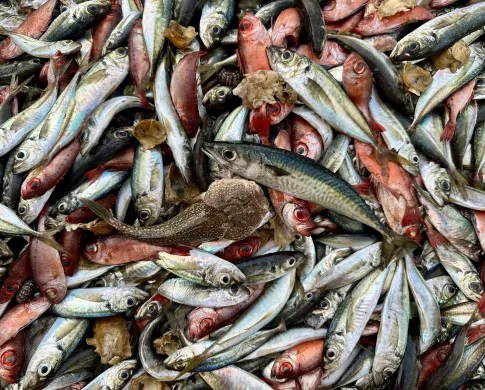 freshly caught fishes