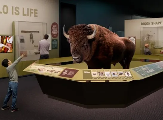 Rendering of bison taxidermy in a museum exhibit.