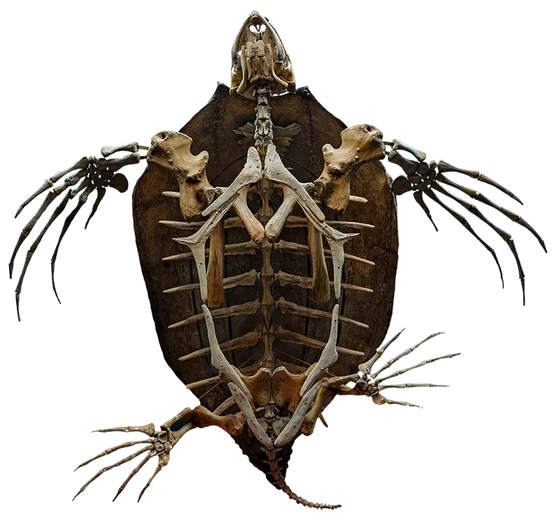 turtle skeleton