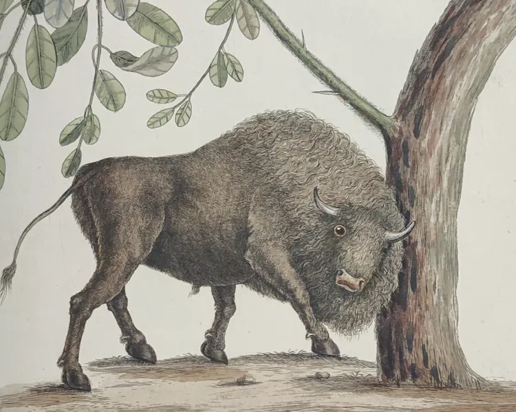 Illustration of a bison with an inaccurate face rubbing up against a tree.