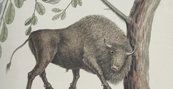 Illustration of a bison with an inaccurate face rubbing up against a tree.