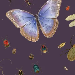 colorful insects blue butterflue and beetles against a dark background