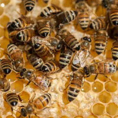 Bees busy at work on a honeycomb