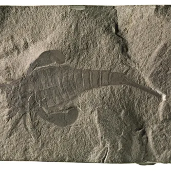Dark brown fossil embedded in a sandy colored rock. The fossil is a creature with a segmented body that tapers into a pointed tail. It has six small appendages on its head and two paddle-like appendages jutting out on opposite sides of the body.