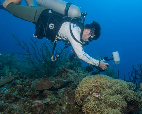 a diver takes a photo of a white brain coral