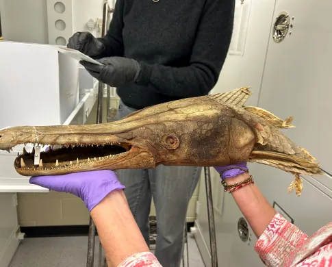 Photo of a person holding an alligator gar specimen