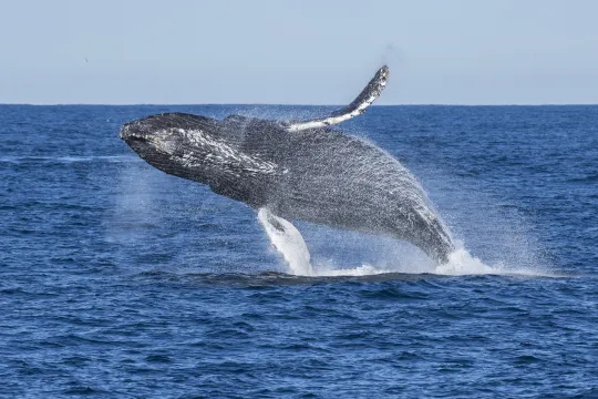 Humpback whale