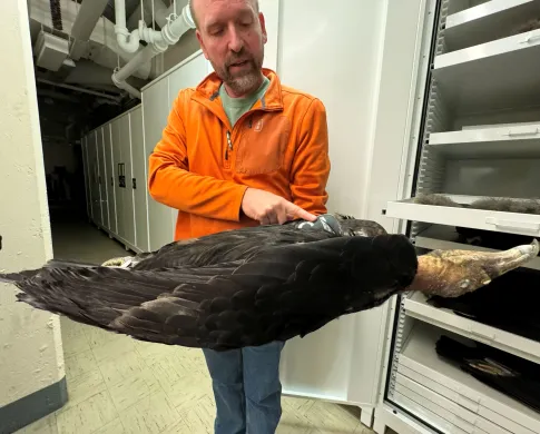 A man holds a skin of a California Condor and points out a detail. 