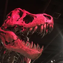 A T. rex skull