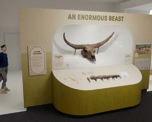Exhibit case with a large bison skull in it.