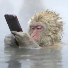 a macaque monkey in water looking at a cellphone