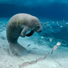 A manatee with fish