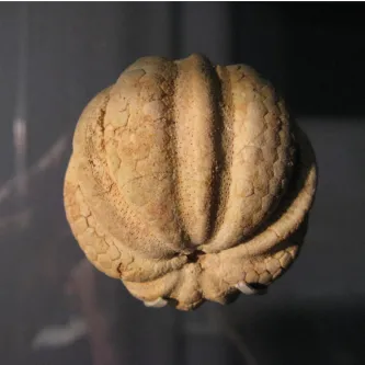 Tan and white fossil sea urchin skeleton, roughly spherical in shape but with ridges and troughs running from top to bottom, like an acorn squash.