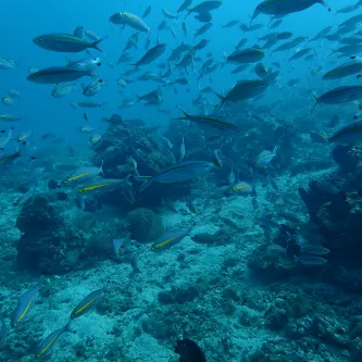 School of unidentified fish swimming in a reef.