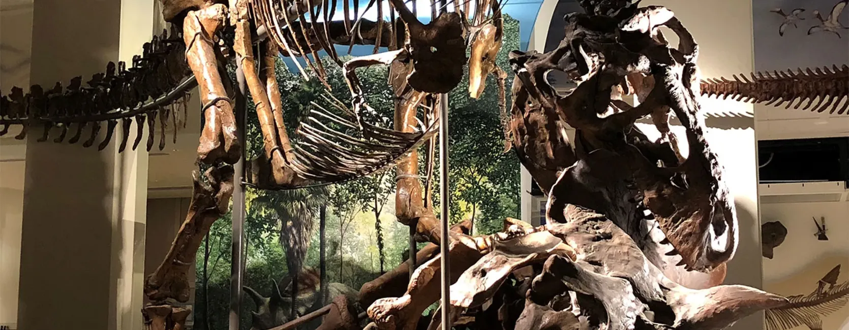 a tyrannosaurus eating a stegosaurus