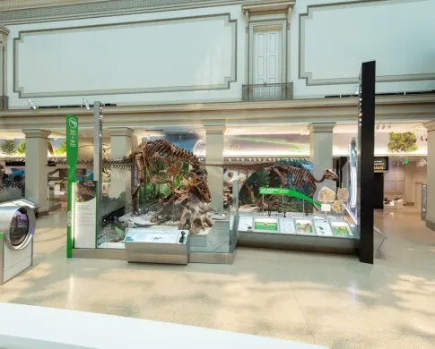 a skeleton of two dinosaurs on display