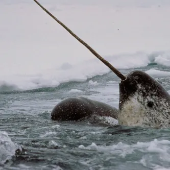 a narwhal points its tusk to the sky