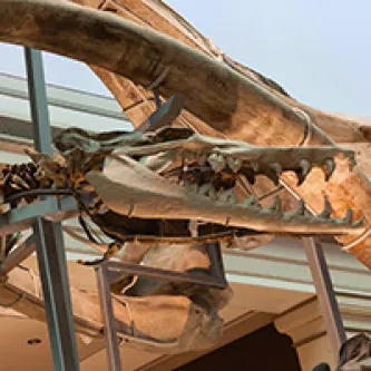Skull of a Basilosaurus cetoides, a fossil whale