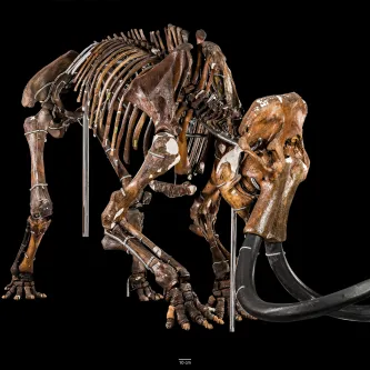 Mounted complete skeleton of a woolly mammoth with its front legs bent, head angled down, and tusks sweeping the ground.