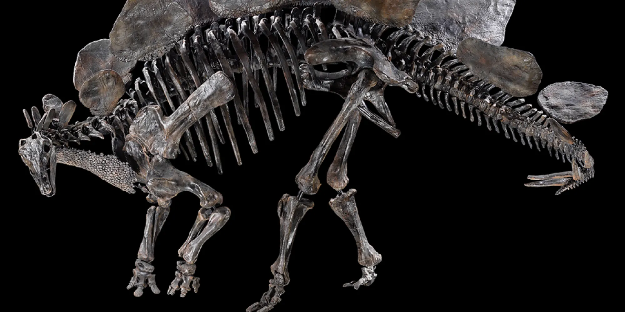 Fossil skeleton of a Stegosaurus