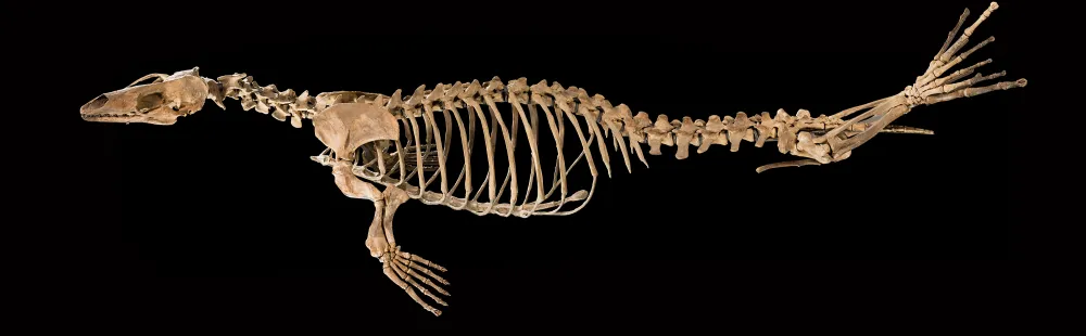 A fossil with a black background.