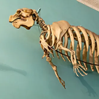 Manatee skeleton mounted on a wall