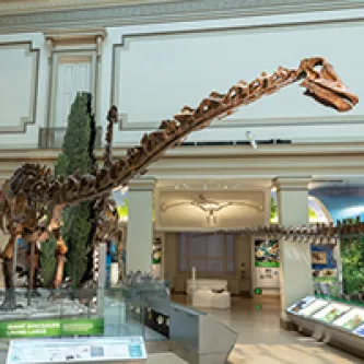 Diplodocus skeleton in the Hall of Fossils.