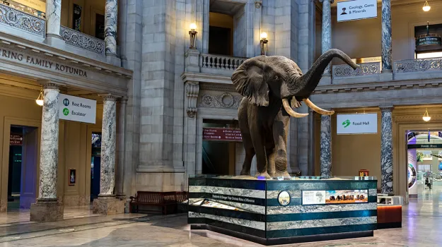 A taxidermy African elephant stands on a pedestal in the large, open rotunda of the Smithsonian National Museum of Natural History.