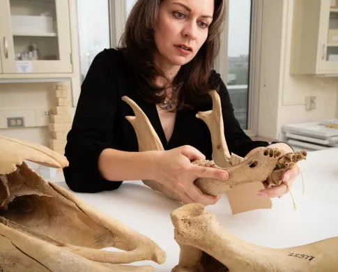 Missy Hawkins looking at a bison jaw in a lab.