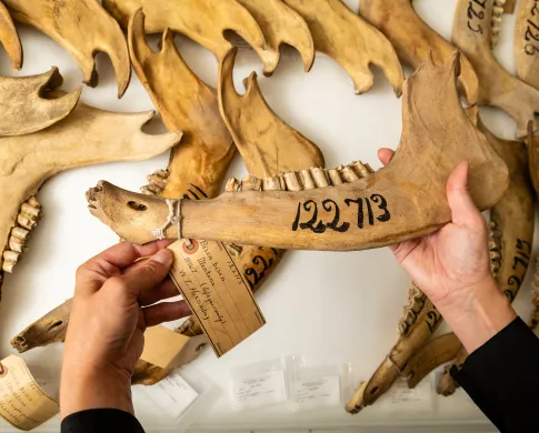 Hands holding a bison jaw bone over a pile of other bison jaw bone specimens