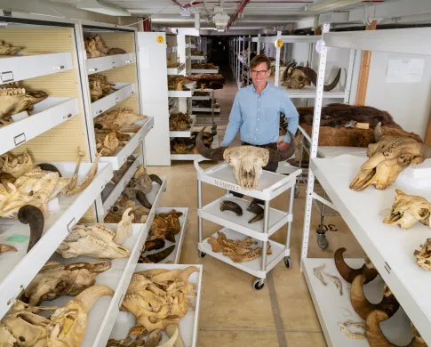 A man standing surrounded by bison specimens in a collections building