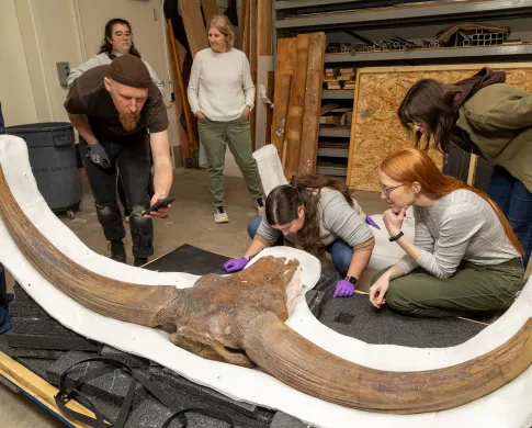 Staff inspecting a fossil skull