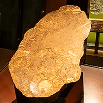 Slab of brownish-yellow rock with eight lighter brown and white, circular fossils in it. The fossils are segmented and look like wheels or tires.