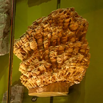 Fossilized colony of cylindrical corals.