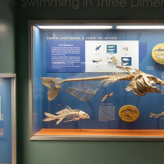 Articulated skeletons of three bony fish in an exhibit case titled, Carps, Catfishes, and Their Relatives. One fish is three times as long and much larger than the others.