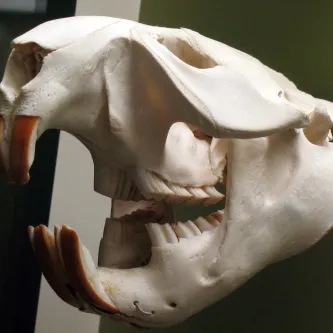 A beaver skull attached to a wall in an exhibit. The jaws have four prominent incisor teeth in the front, two on top and two on the bottom. Farther back in the mouth are four flatter sets of molars.