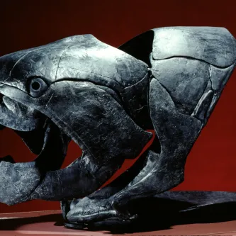 Black fossil skull of an armored fish. Its jaws are open and have two very large canine teeth on both the upper and lower jaws. There is a large eye socket above the upper jaw.