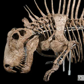 Skull, front body and a foreleg of a complete, mounted Dimetrodon skeleton.
