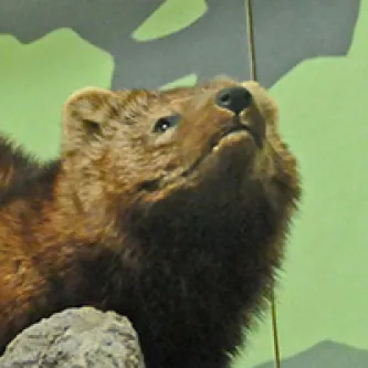 Head and neck of a taxidermied Fisher, a large weasel-like animal.